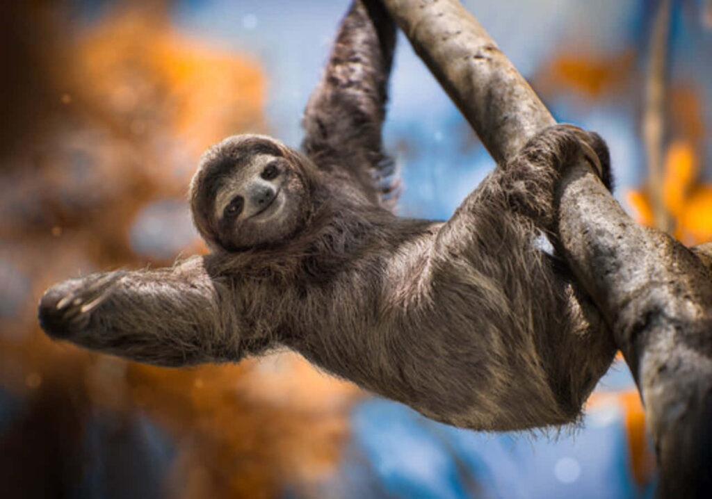 Playful Sloth Under Vibrant Autumn Leaves: A Cheerful Scene Wallpaper