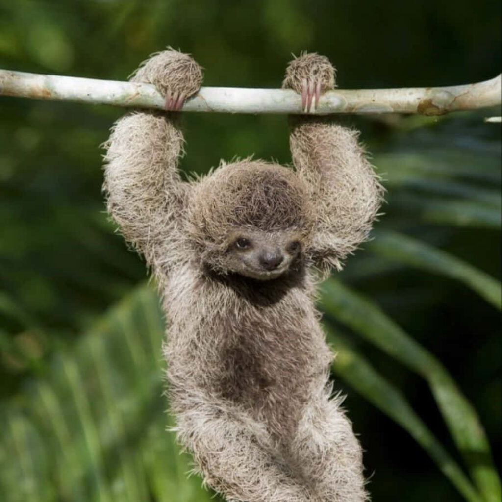 Charming Sloth Wallpaper: Playful Fuzzy Fun in Green Foliage