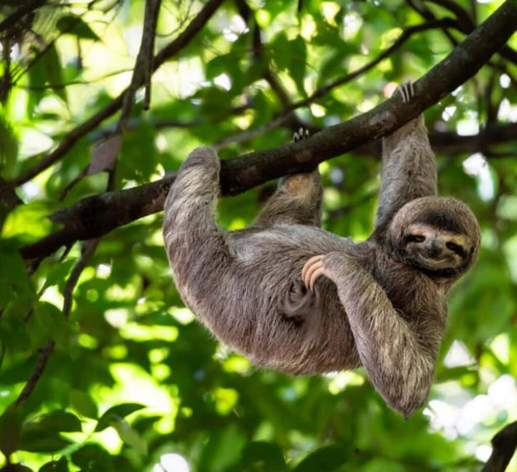 Playful Sloth Wallpaper: Fun Nature Background with Lush Leaves