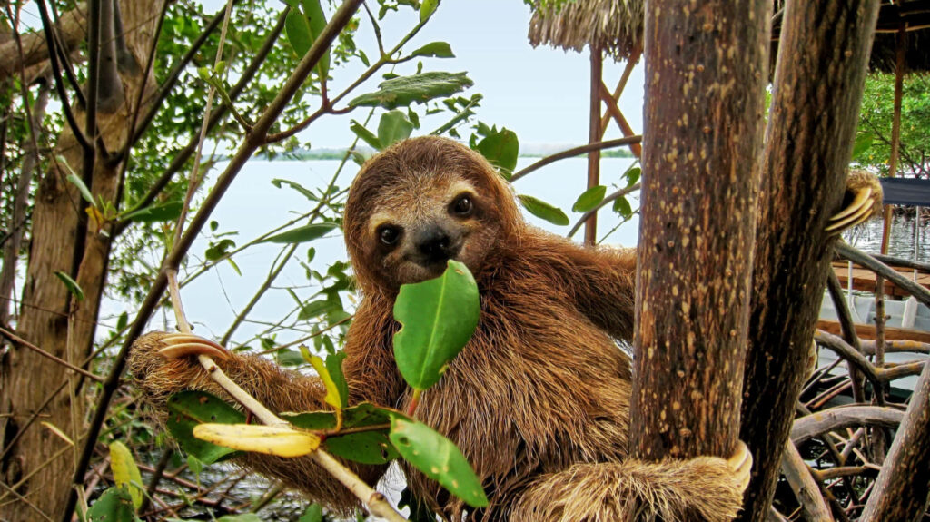 Playful Sloth Wallpaper: Whimsical Background with Lush Greenery
