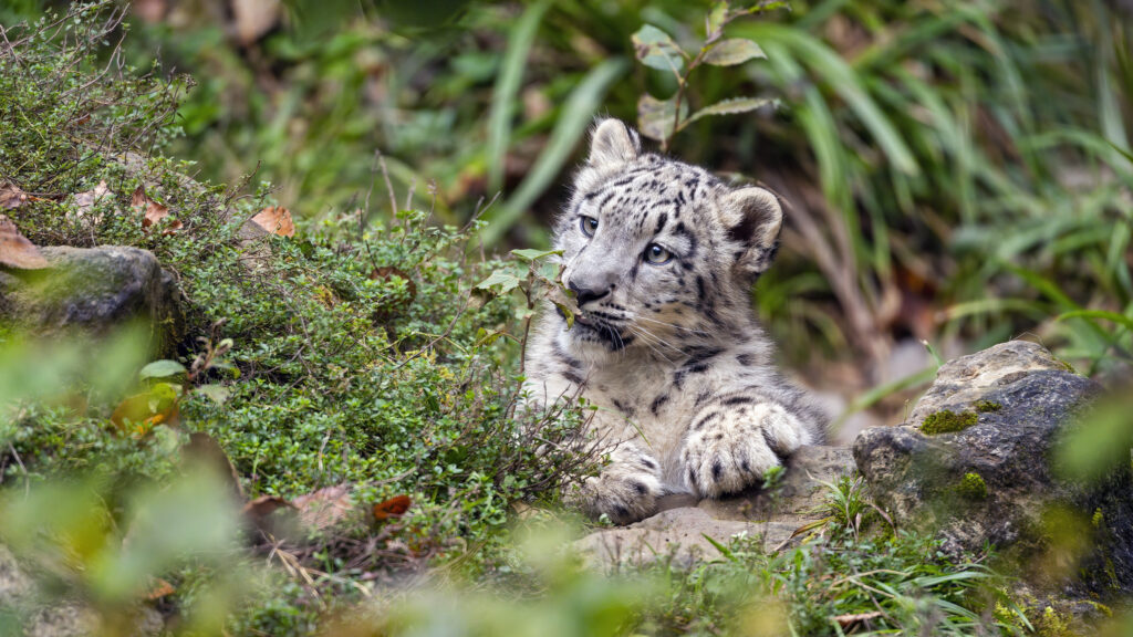 Playful Snow Leopard Cub in Lush Grass - Adorable Wildlife Wallpaper