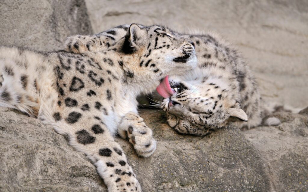 Playful Snow Leopard Cubs Grooming on Rocky Background Wallpaper