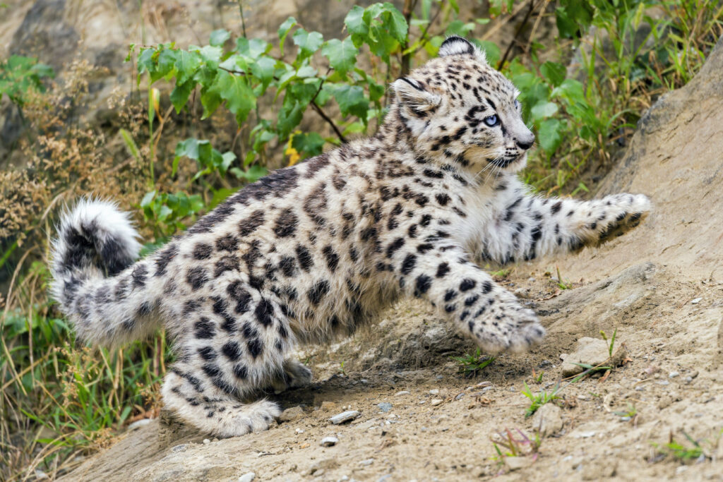 Playful Snow Leopard Kitten Climbing Rocky Slope in Lush Greenery Wallpaper
