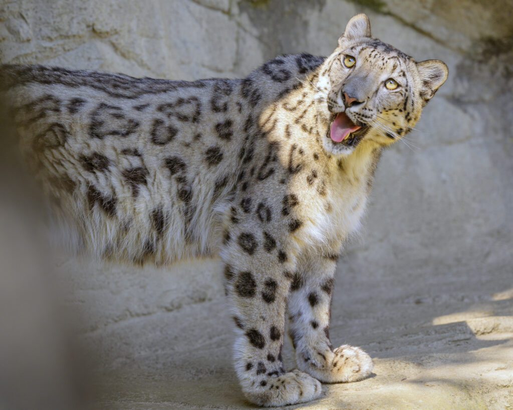 Playful Snow Leopard Wallpaper: Majestic Irbis with Tongue Out