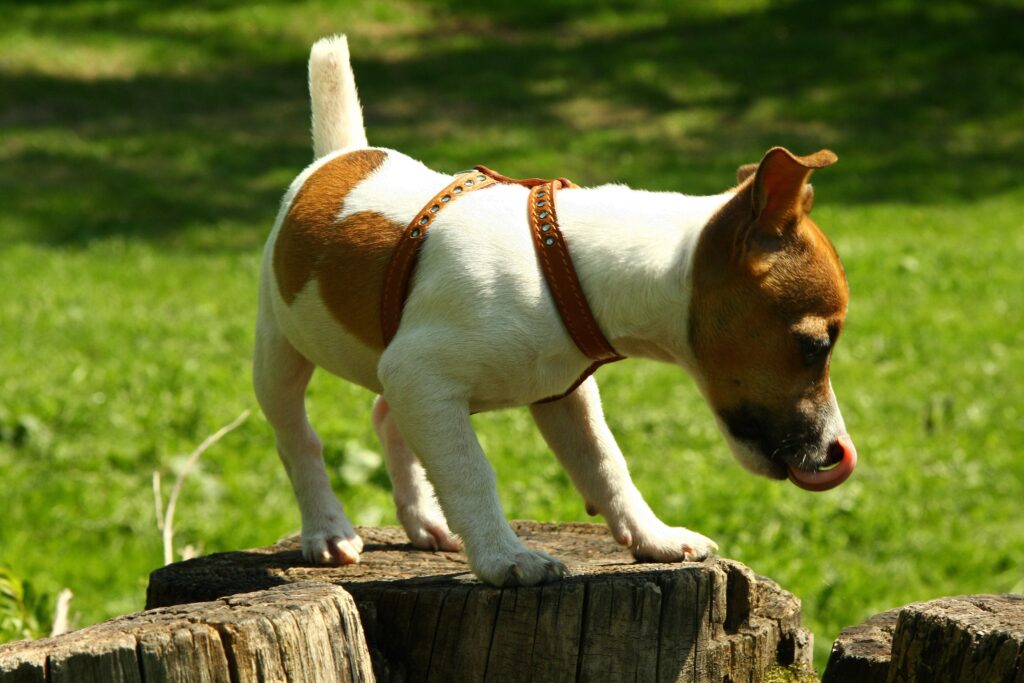 Playful Spotted Dog on Tree Stump in Lush Green Setting Wallpaper