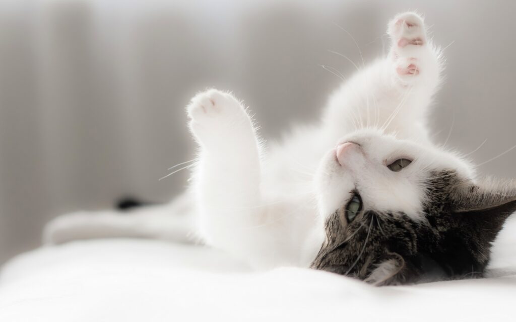 Whimsical Kitten Wallpaper: Playful, Serene, and Heartwarming Scene