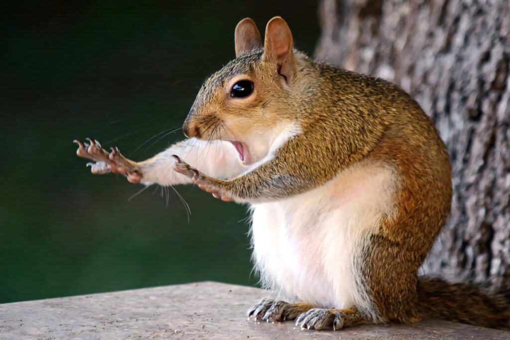 Playful Squirrel Caught Mid-Action: Quirky Wallpaper Background