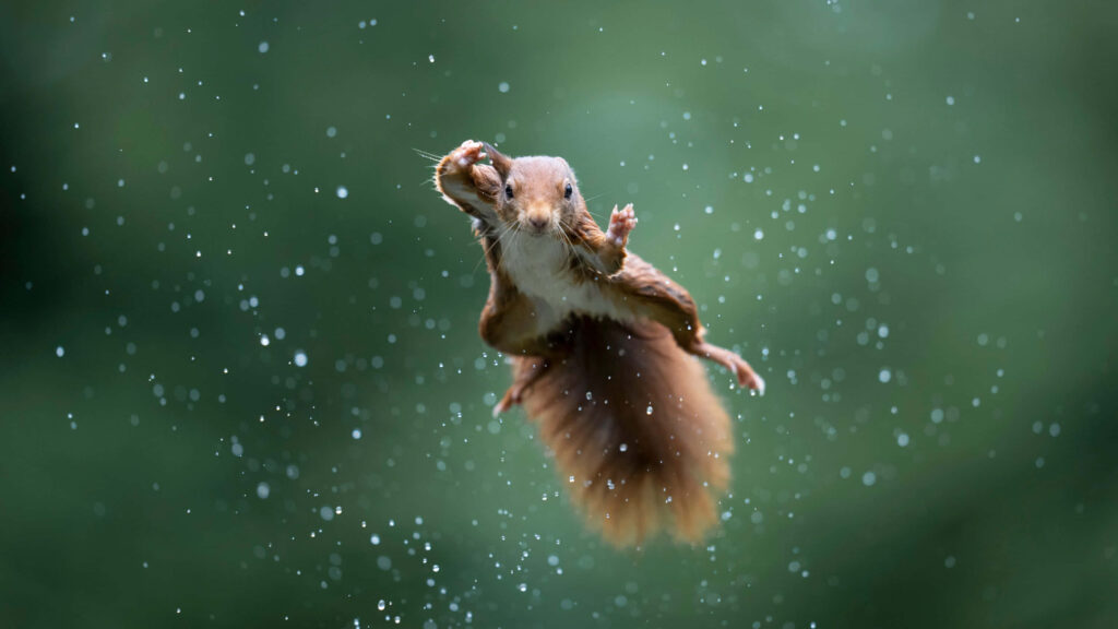 Dynamic Squirrel Mid-Jump: A Playful Moment Against Green Blur Wallpaper