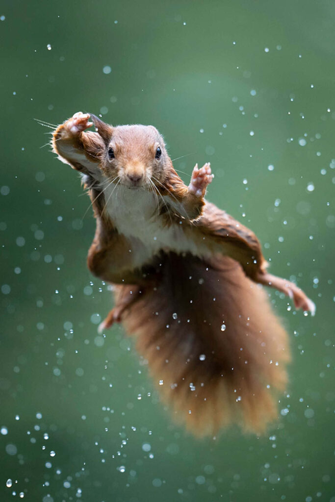 Dynamic Squirrel Mid-Jump with Water Droplets - Just Hangin' Around! Wallpaper