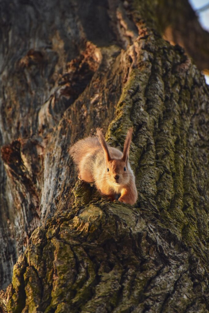 Playful Squirrel on Tree Bark Wallpaper – Charming Nature Background