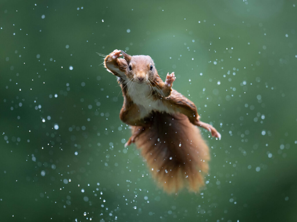 Dynamic Squirrel Wallpaper: Playful Leap on Vibrant Green Background