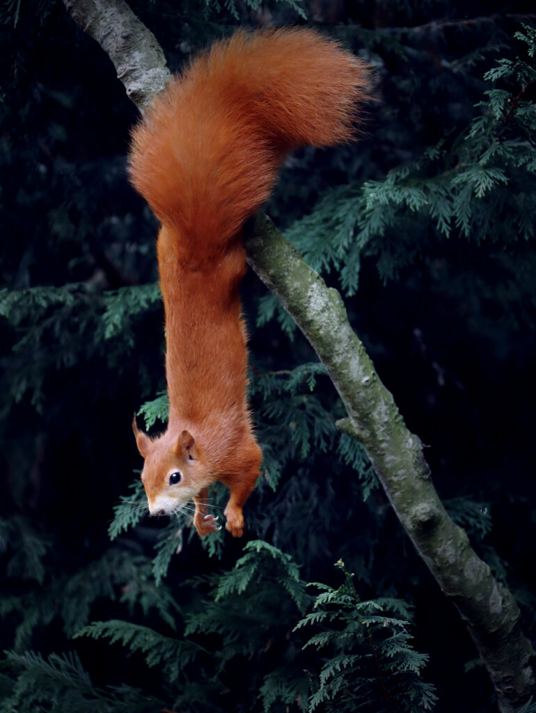 Playful Squirrel Upside Down: Whimsical Nature Wallpaper