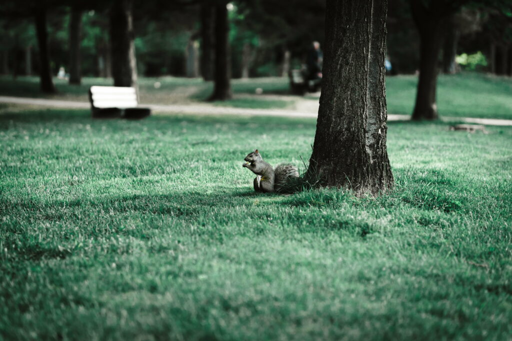 Squirrel King of the Park: A Lively Creature Amidst Serene Nature Wallpaper