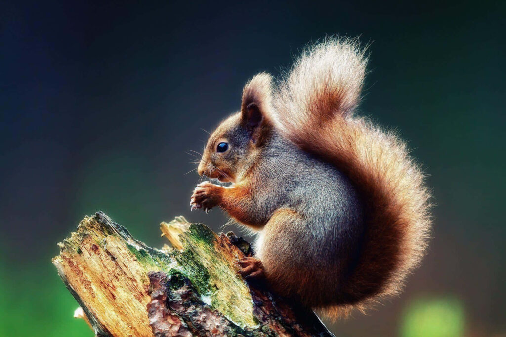 Curious Squirrel Nibbles Snack on Broken Log in Vibrant Setting Wallpaper