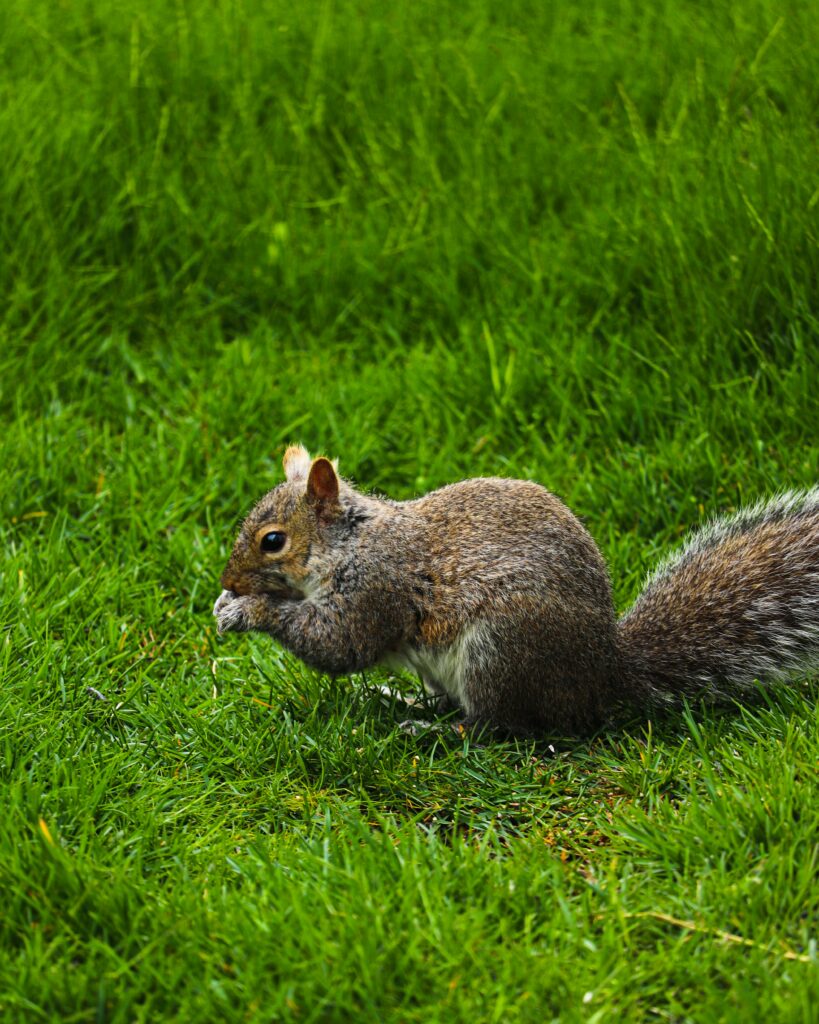 Charming Squirrel Wallpaper: Playful Rodent on Vibrant Green Lawn