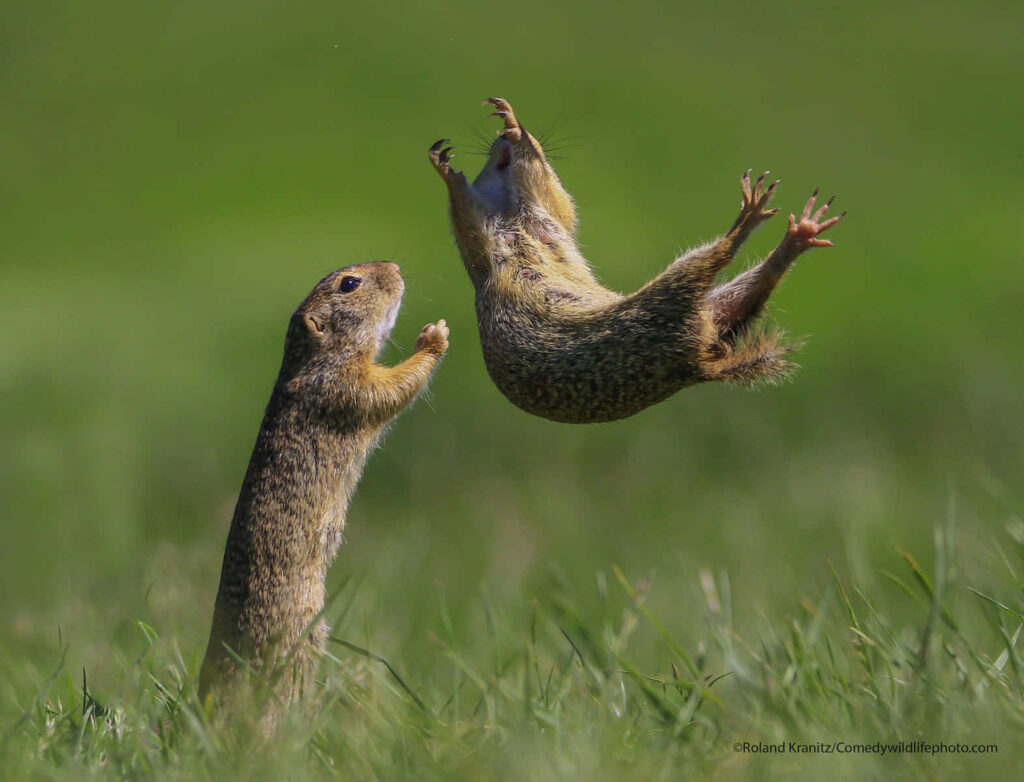 Playful Squirrels in Trust Fall: Whimsical Animal Photography Wallpaper