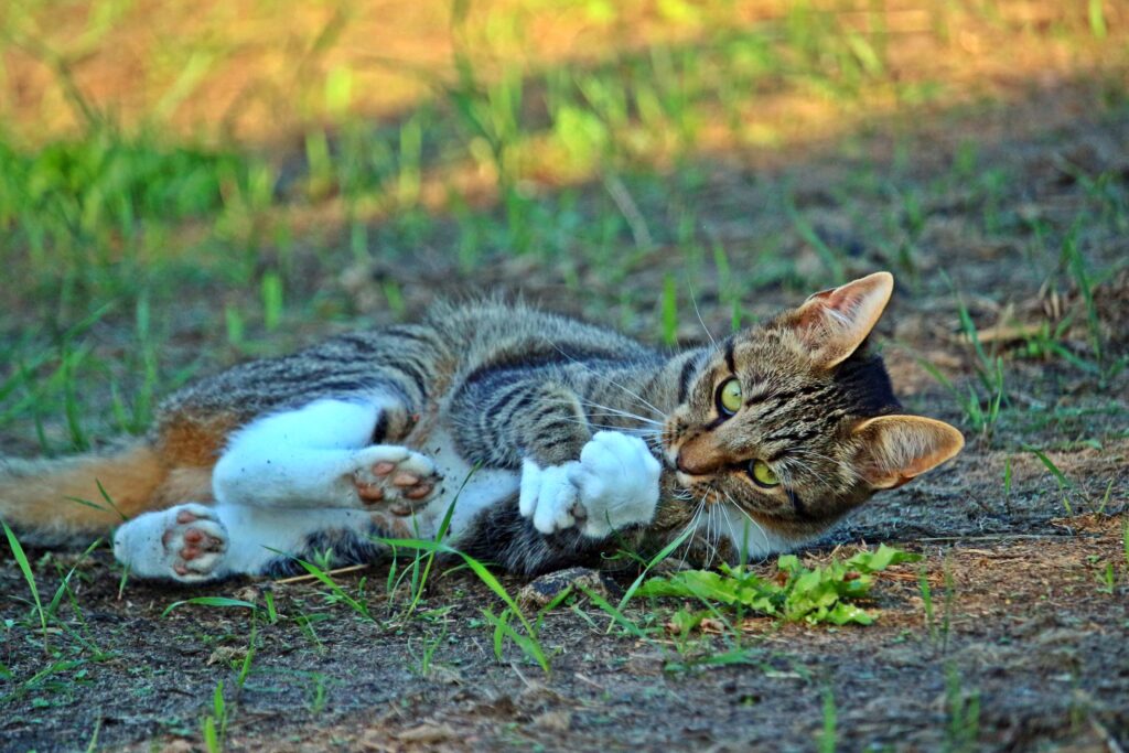 Curious Striped Cat Relaxing in Lush Green Background Wallpaper