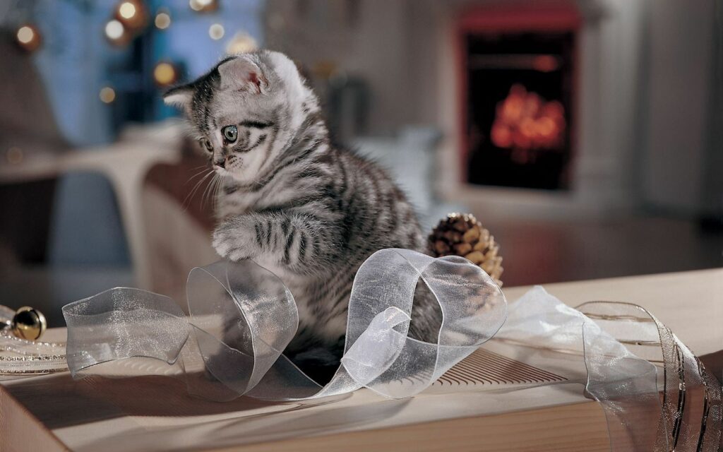Playful Striped Cat with Ribbon - Cozy 1680x1050 Wallpaper