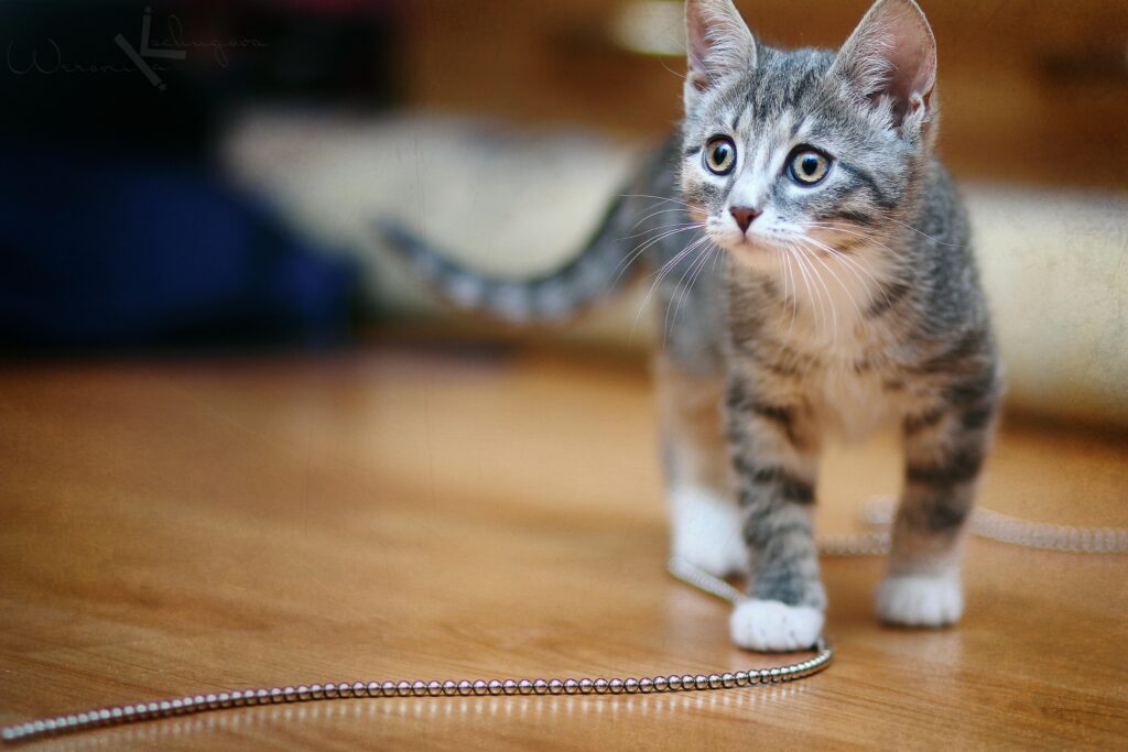 Playful Striped Kitten Watching Colorful Beads - High-Res Wallpaper