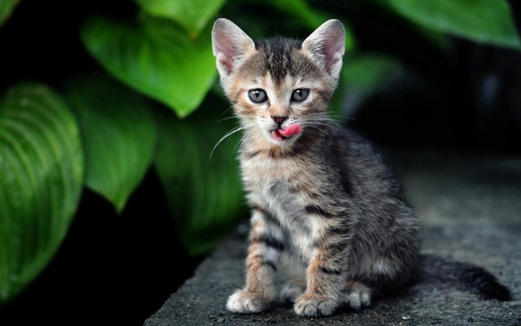Playful Striped Kitten over Vibrant Green Leaves - 1680x1050 Wallpaper