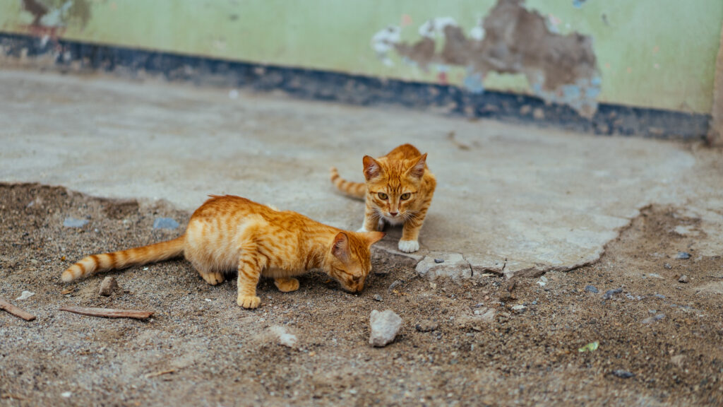 Playful Orange Striped Kittens Explore Rustic Outdoor Setting Wallpaper