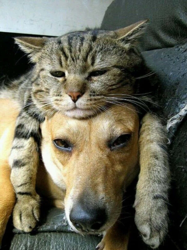 Playful Tabby Cat Lounging on Friendly Dog - Charming Wallpaper