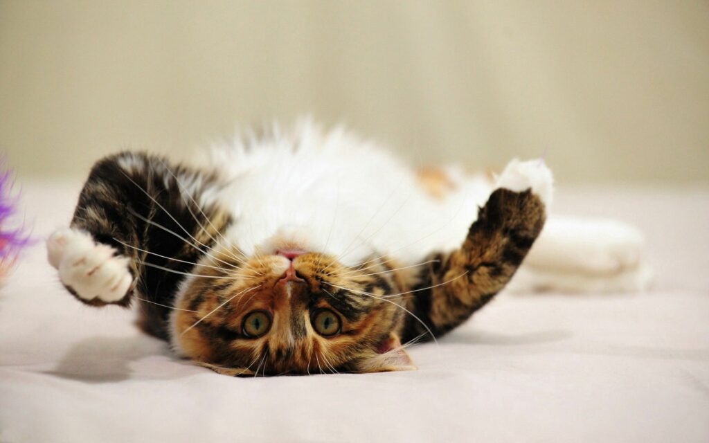Charming Tabby Cat Wallpaper: Playful Poses & Fluffy Fur