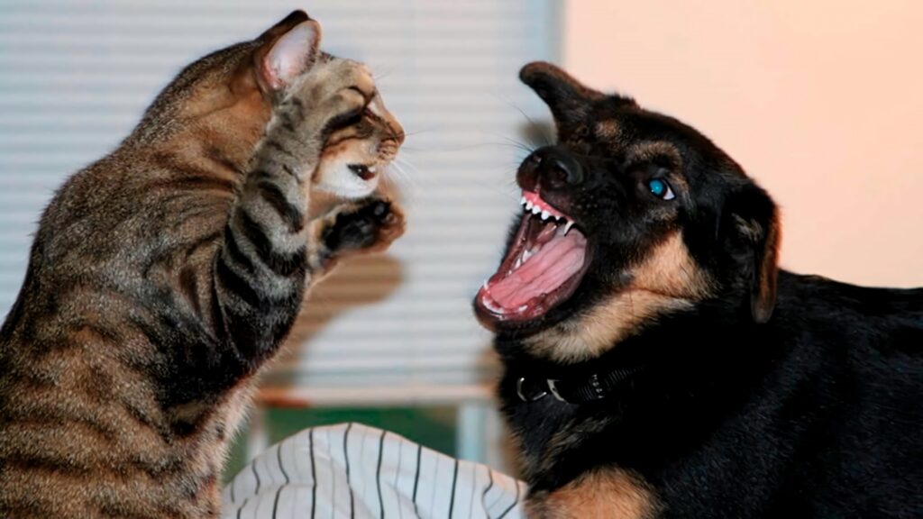 Tabby cat rearing and black tan dog barking playfully indoor pet rivalry wallpaper background