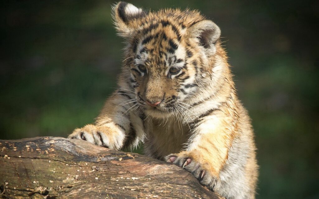 Playful Young Tiger Cub Climbing on Log - Stunning 1920x1200 Wallpaper