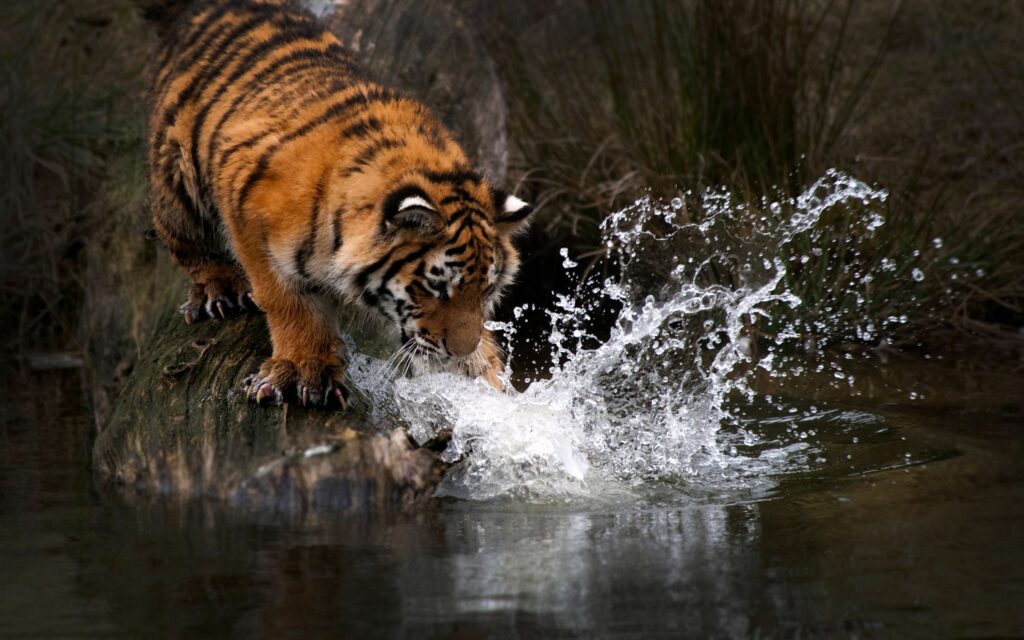 Dynamic Tiger Splash Wallpaper - Nature's Grace in Motion
