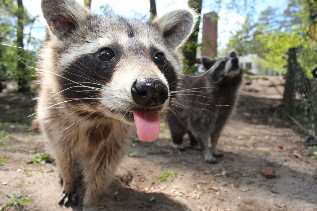 Playful Tres Marias Raccoon in Lush Forest - Fun Zoo Wallpaper