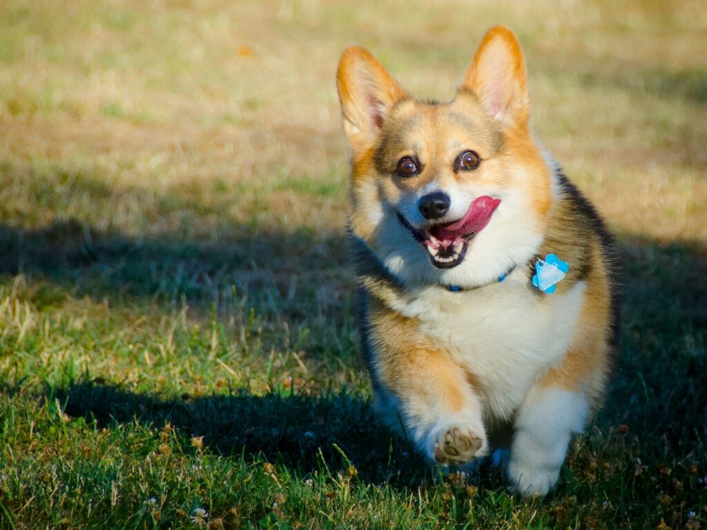 Playful Welsh Corgi Running in Sunlit Grassy Field Wallpaper