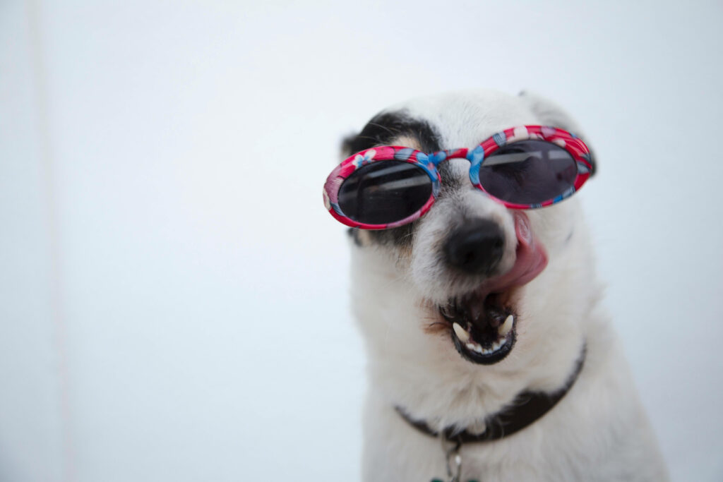 Cute White Dog in Colorful Sunglasses - Playful Wallpaper Design