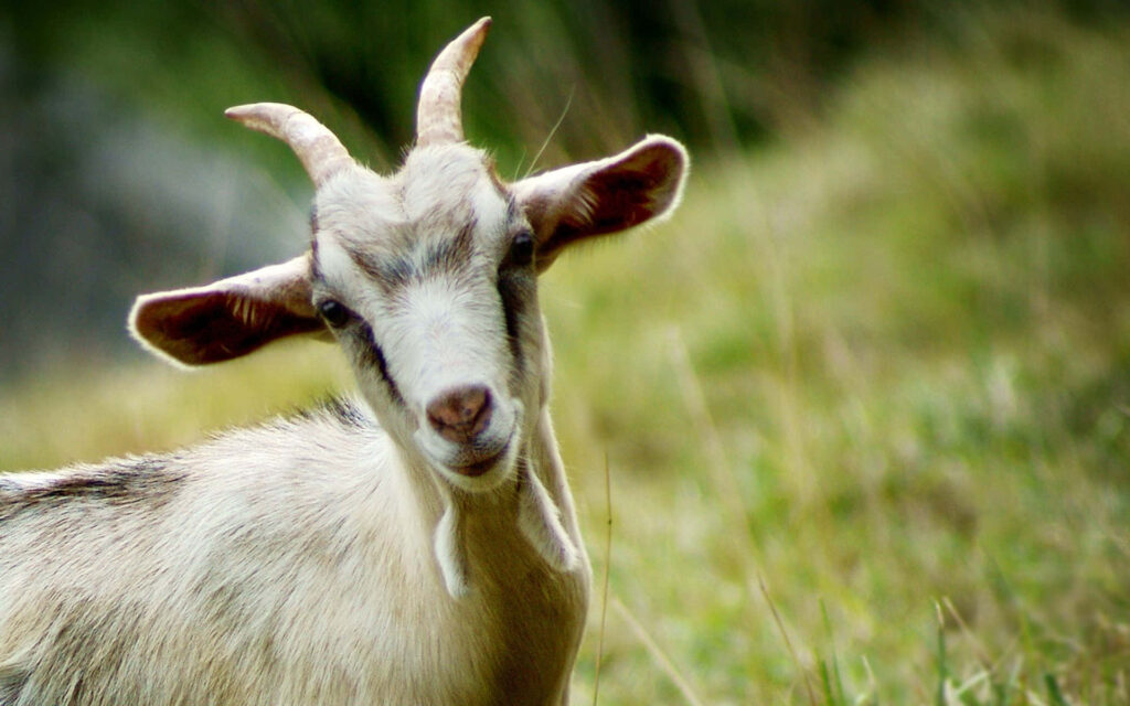 Playful White Goat Close-Up Among Lush Greenery Wallpaper