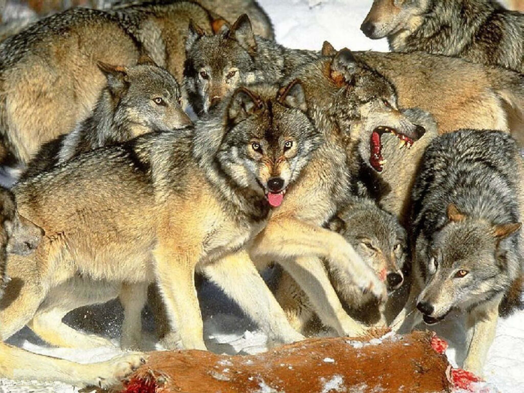 Playful Wolf Pack in Snowy Landscape - Lively Winter Wallpaper