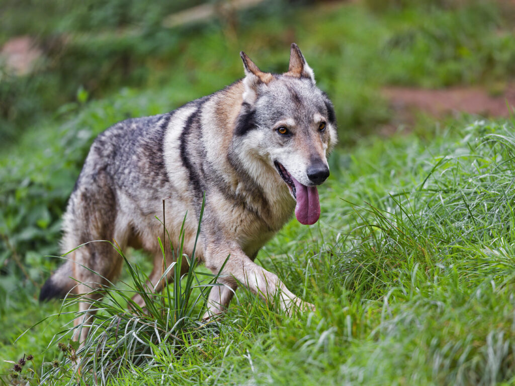 Playful Wolf in Lush Green Grass - Captivating Nature Wallpaper