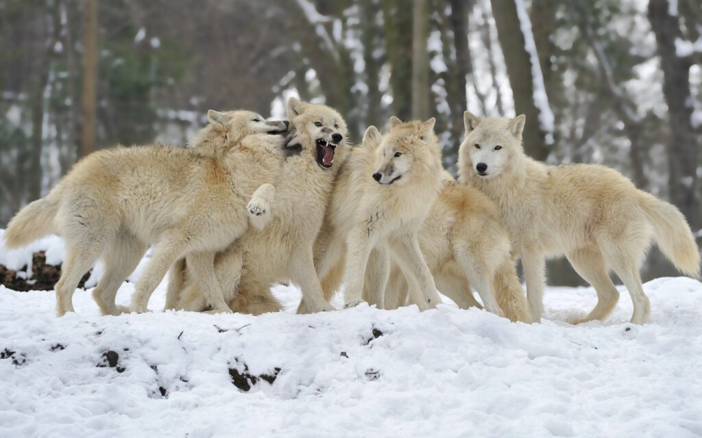Wolves Playful in Snowy Forest - Serene Wilderness Wallpaper