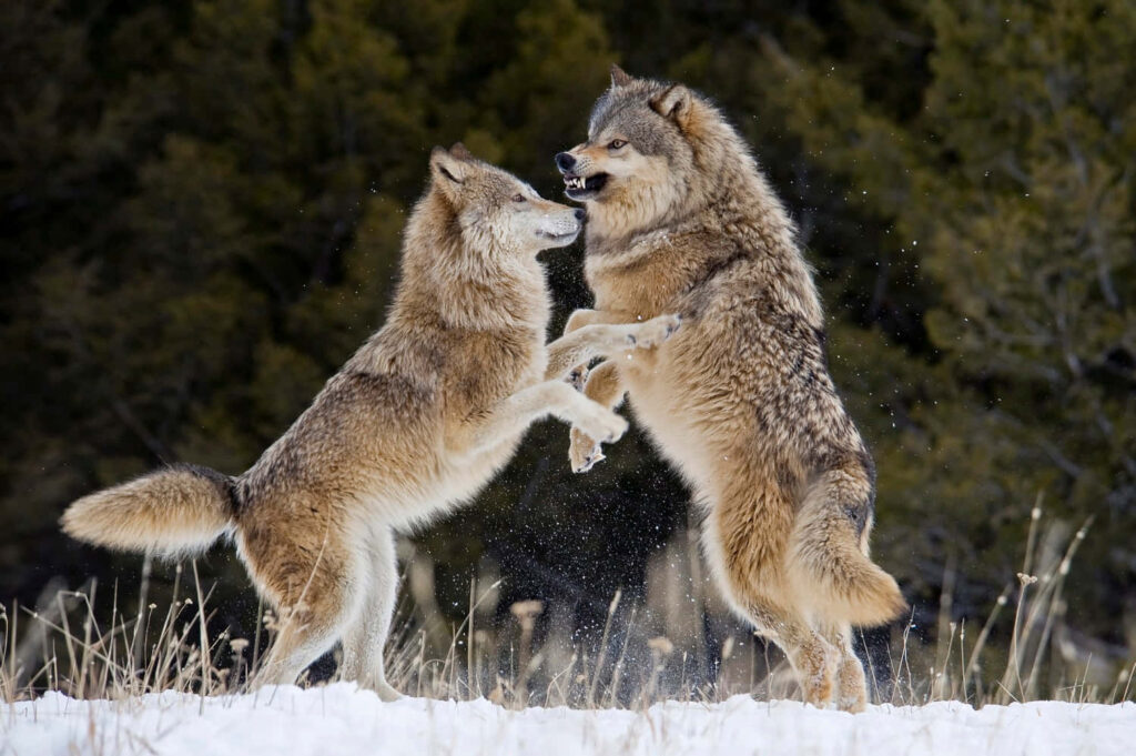 Playful Wolves in Snowy Forest: Strength & Mystery of the Wild Wallpaper