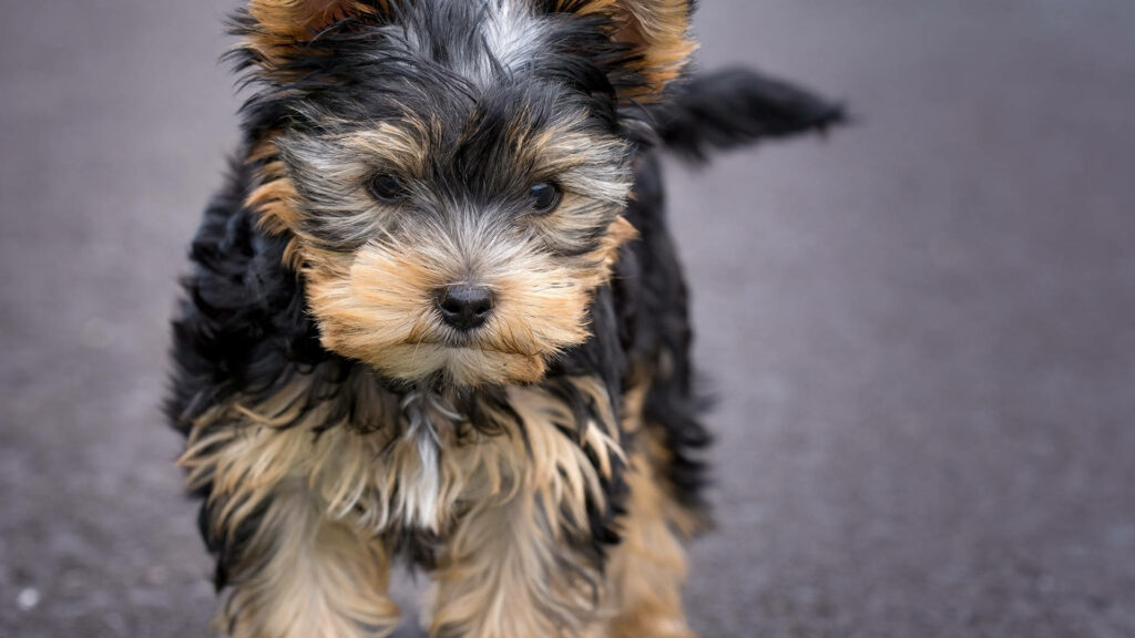 Playful Yorkshire Terrier Puppy Running - Fluffy Wallpaper Background