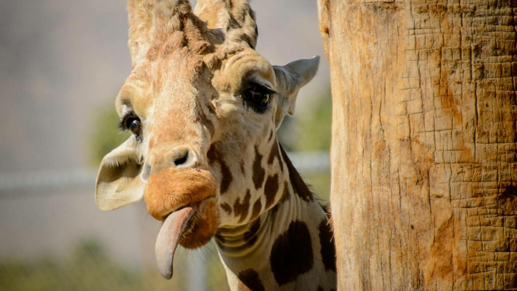 Whimsical Giraffe Peeking Around Tree - Playful Nature Wallpaper