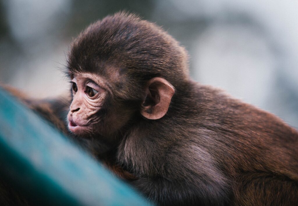 Playful Young Monkey Wallpaper: Close-Up with Soft Fur & Humor