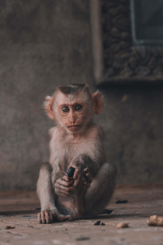Curious Young Monkey Amidst Rustic Natural Background Wallpaper