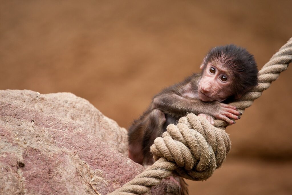 Playful Young Monkey Clinging to Rope in Earthy Brown Background Wallpaper