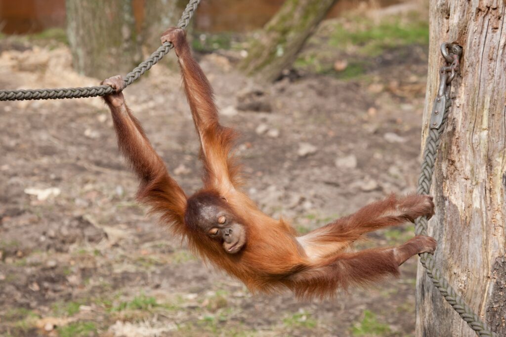 Playful Young Orangutan Showcases Agility in Natural Backdrop Wallpaper