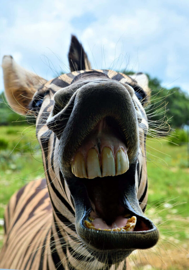 Whimsical Zebra Grin Wallpaper - Perfect for Facebook Profile Picture