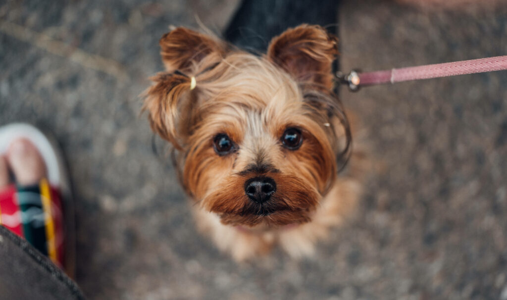 Sweet Yorkie Pup with a Pink Leash: Adorable Computer Background for Animal Lovers Wallpaper