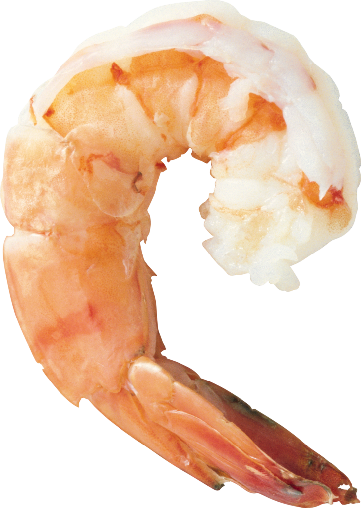 Plump Orange-Pink Shrimp PNG for Culinary & Seafood Wallpaper
