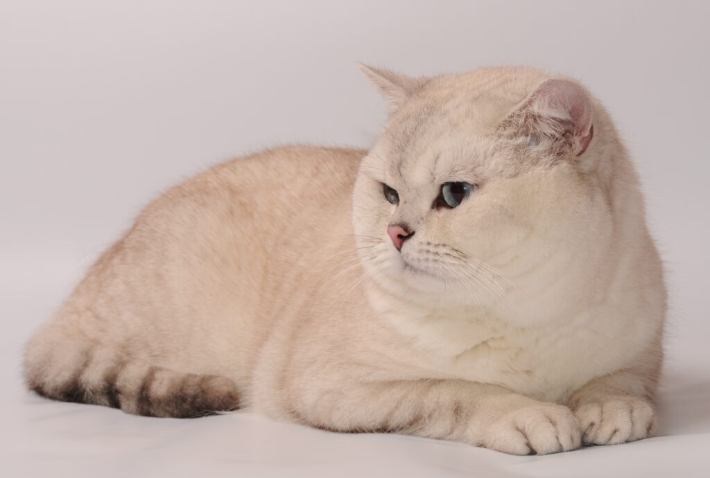 Cozy Cream Cat Wallpaper: Fluffy Feline Against Neutral Background