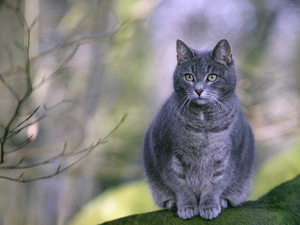 Plump Gray-Striped Cat Lounging in Serene Green Background Wallpaper