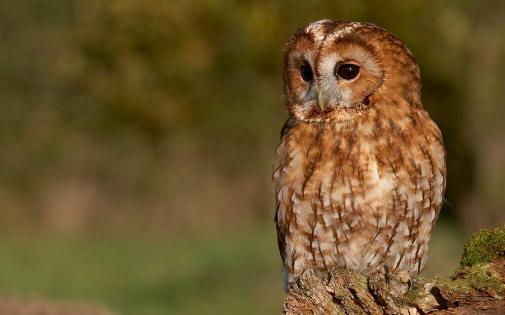 Plump Owl on Tree Stump: Intricate Feather Patterns & Serene Background Wallpaper